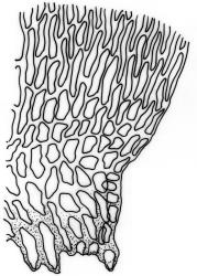 Camptochaete arbuscula var. arbuscula. Alar cells. Drawn from J. Child 5528, CHR 428525.
 Image: R.C. Wagstaff © New Zealand Institute for Bioeconomy Science 2026 CC-BY 3.0 NZ